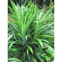 Daun Pandan Segar