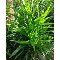 Daun Pandan Segar