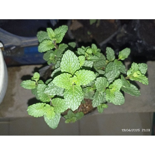 Pohon Mint tanaman hidup