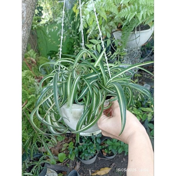 spider plant curly Pembersih udara