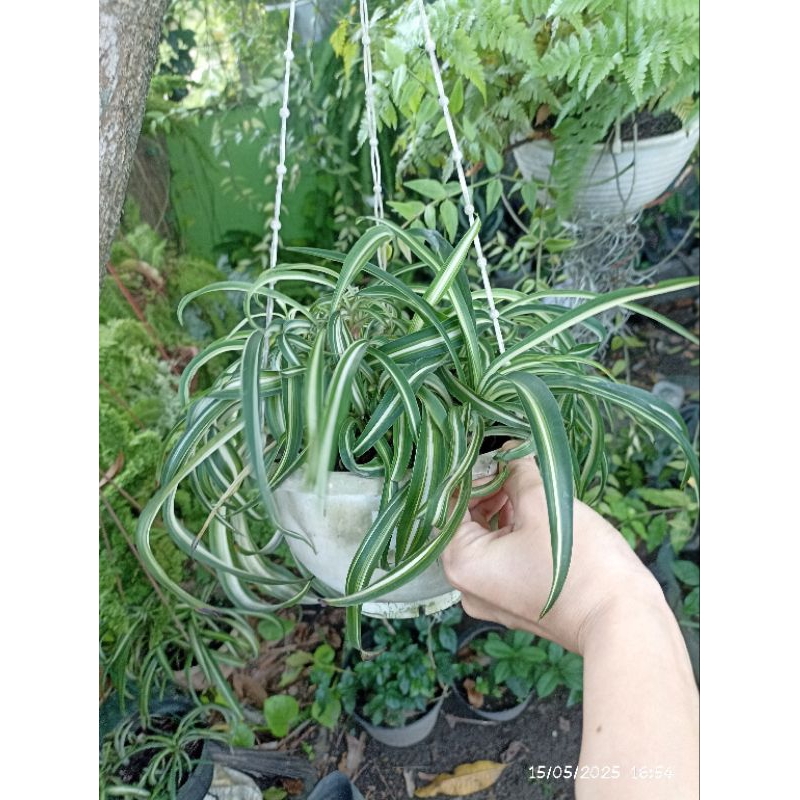 spider plant curly Pembersih udara
