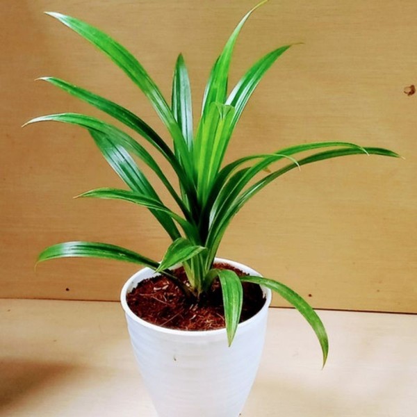 Pandan Wangi Pohon Pandan Wangi Tanaman Herbal Pandan Wangi