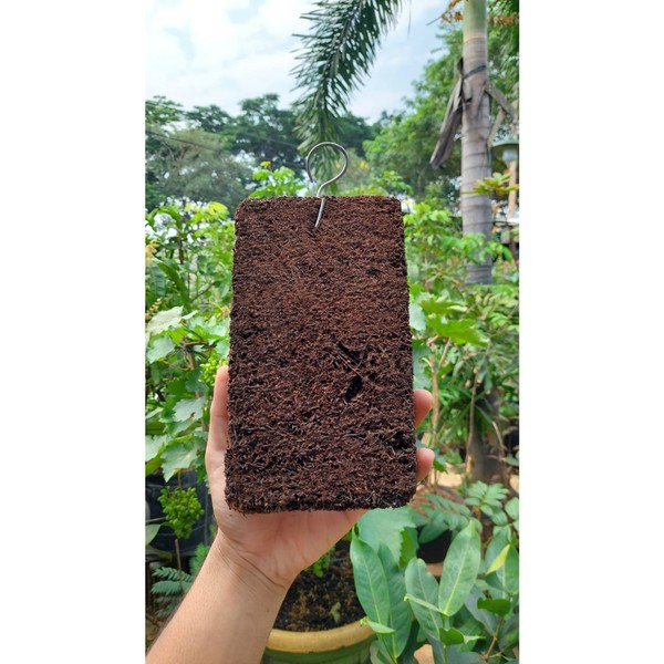 Pakis Lempeng Kwalitas Bagus 20x40cm media tanam Anggrek dan tanaman tempel