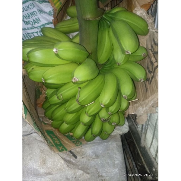 pisang kepok malaysia, organik dijamin bebas pestisida bebas karbit