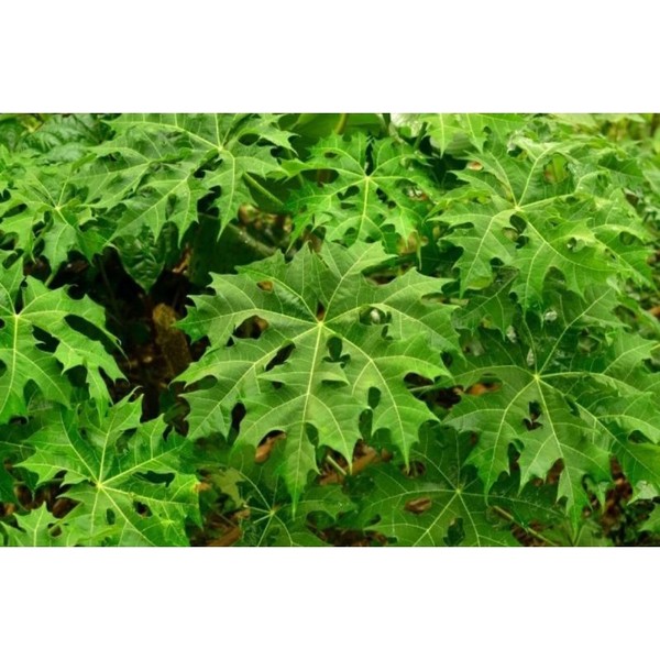 daun pepaya Jepang 1kg