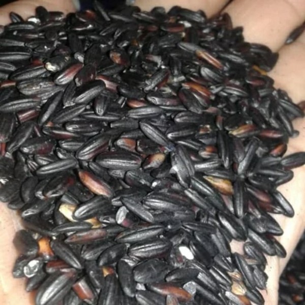 Ketan hitam 1kg Beras Ketan Hitam Pulut Hitam