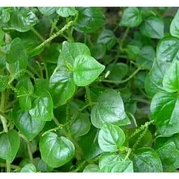 daun sirih cina 250gr