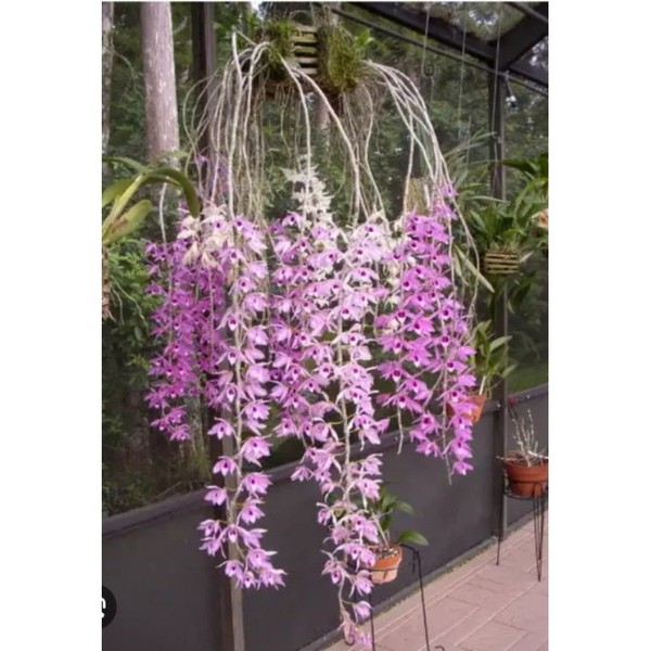 dendrobium anosmum bunga wangi