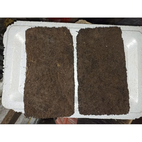 Akar Pakis Lempeng 25x15cm kwalitas BAGUS media tanam Anggrek dan tanaman tempel