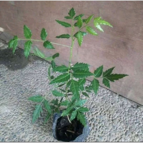 bibit pohon neem mimba