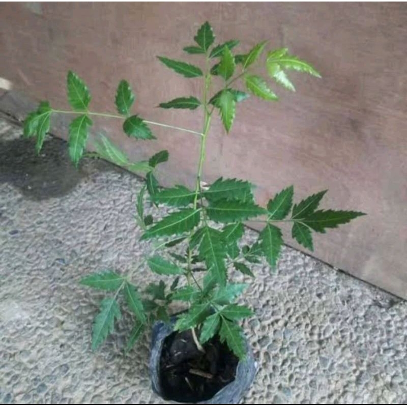bibit pohon neem mimba