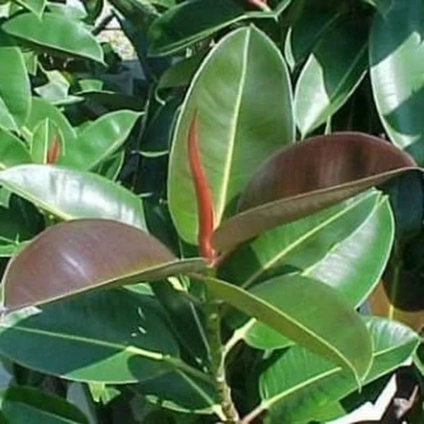 daun karet kebo Fresh