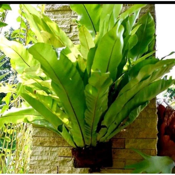 kadaka jumbo