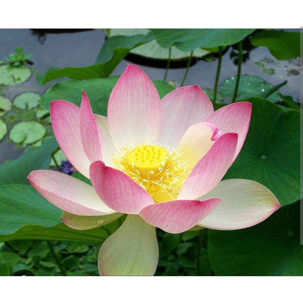 lotus tanaman hidup