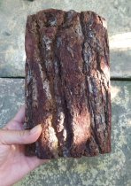 Pinus lempeng papan pinus