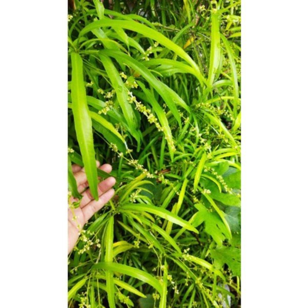 daun zodia 500g