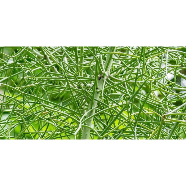 Daun Atau Batang Kayu Urip Patah Tulang 500 Gram