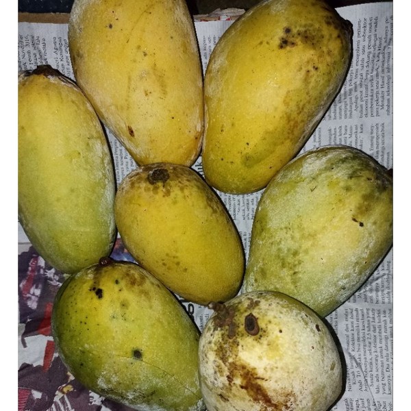 mangga organik dijamin tanpa pestisida matang pohon tanpa karbit