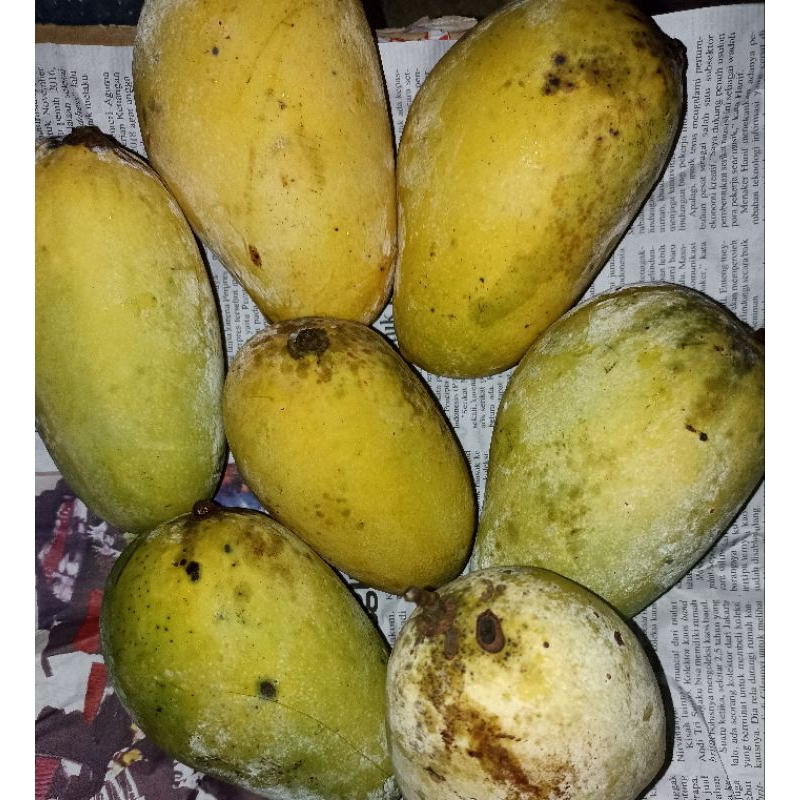mangga organik dijamin tanpa pestisida matang pohon tanpa karbit