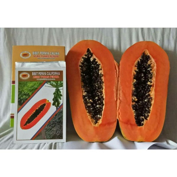 500 Bibit Benih Pepaya California (Calina)