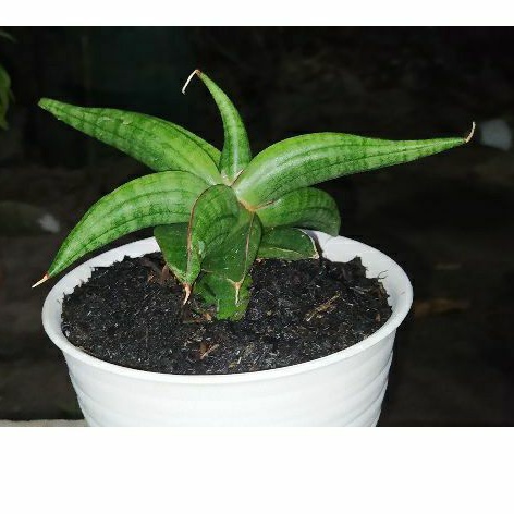 sanseviera lost id 01 sansevieria