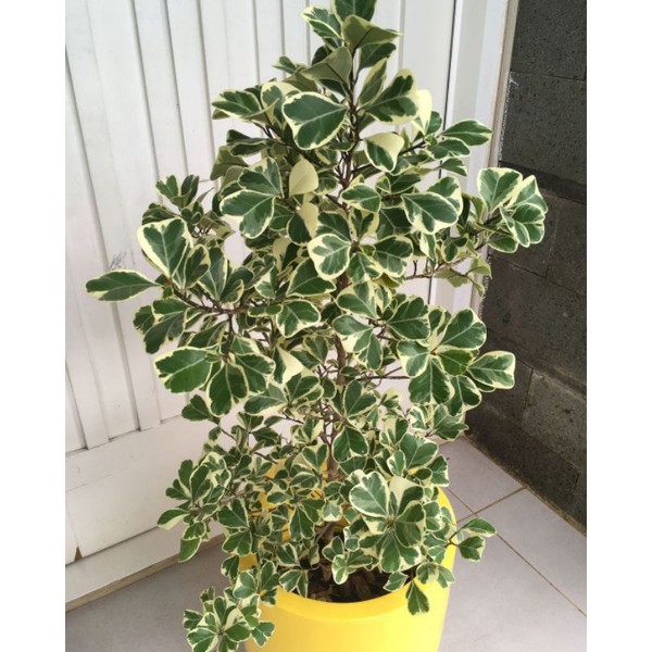 beringin variegata kupu kupu ficus triangularis