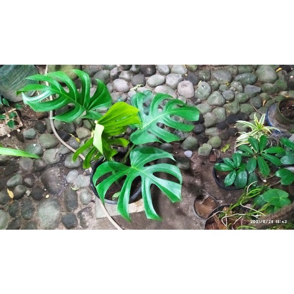monstera delicosa real pic