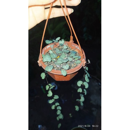 string of heart