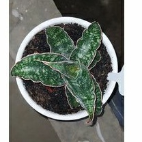 sanseviera kirkii blue