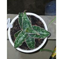 sanseviera kirkii blue