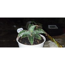 sanseviera kirkii blue