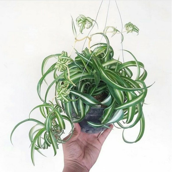 spider plant bonnie chlorophytum comosum curly