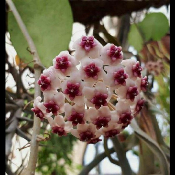 Hoya Diversifolia
