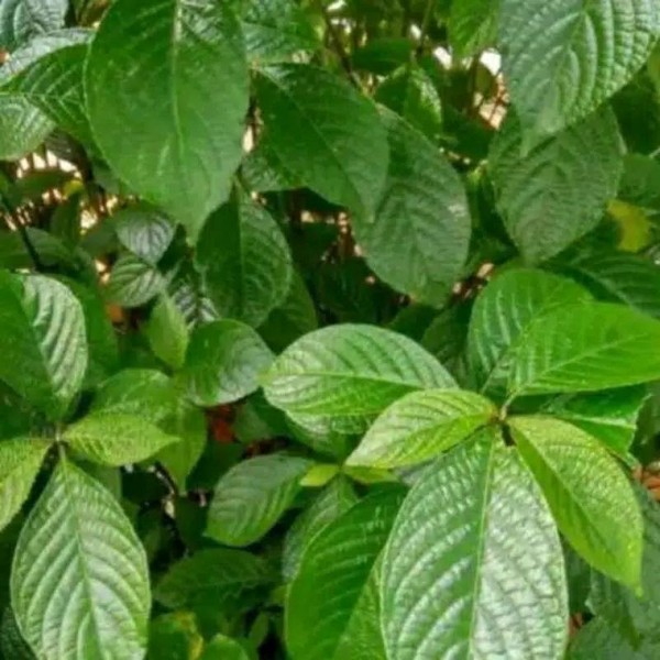 KEJI BELING 1kg pecah beling daun keji beling