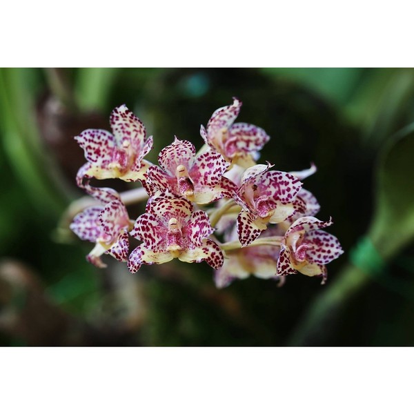 Bulbophylllum Refractilingue