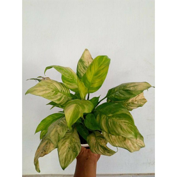 peace lily golden