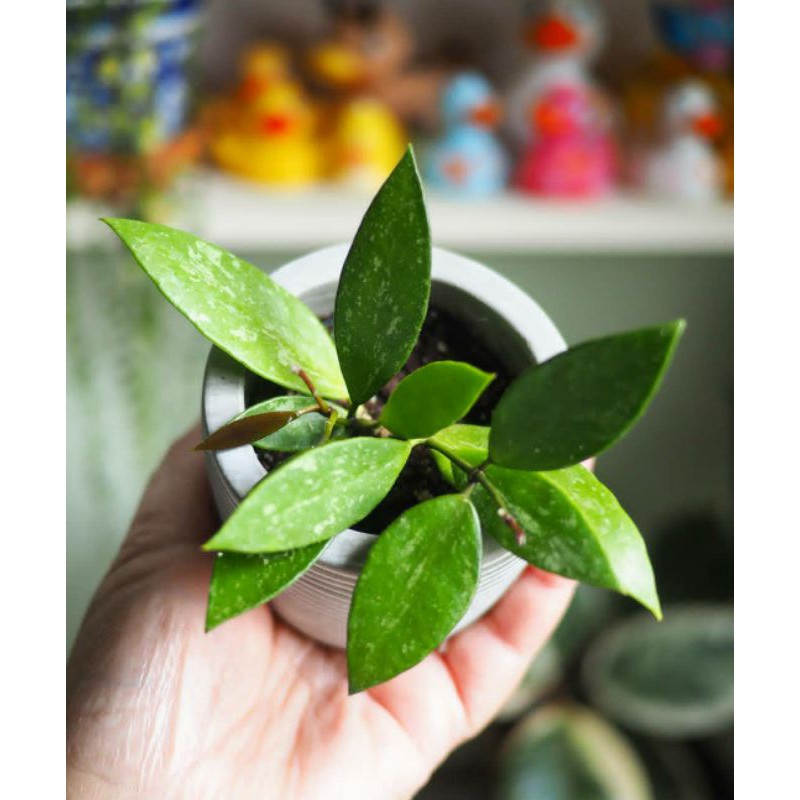 hoya gracilis