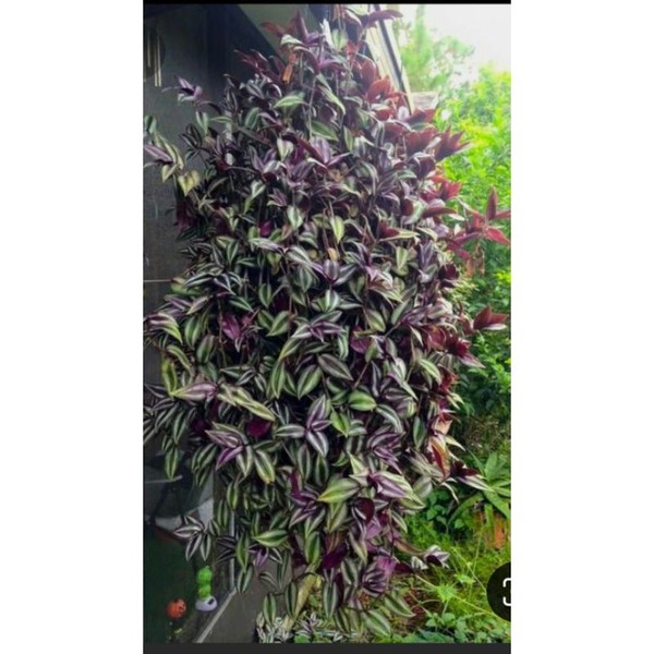 tradescantia zebrina