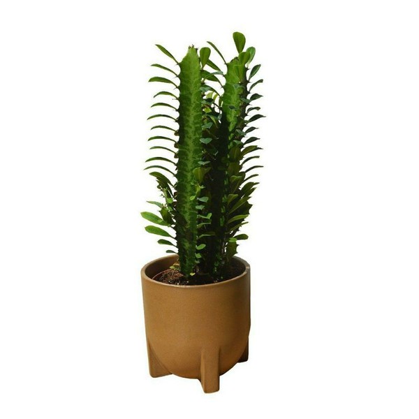 cactus euphorbia trigona green kaktus