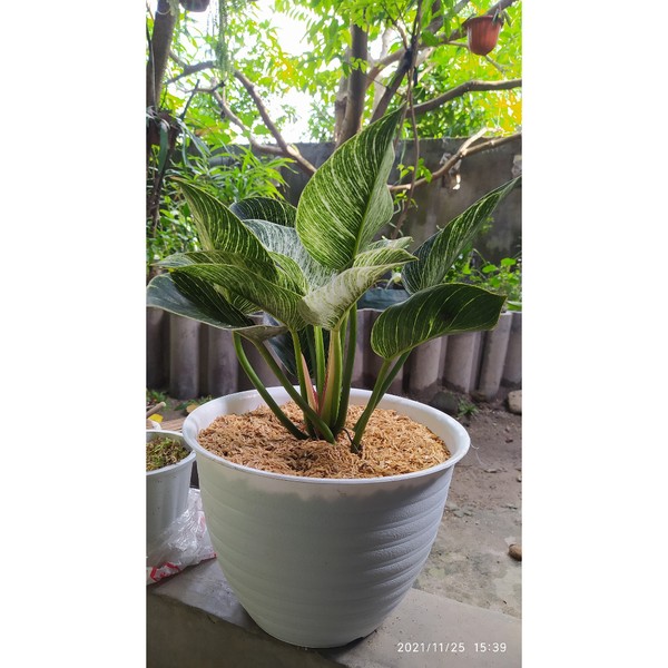philodendron birkin dewasa