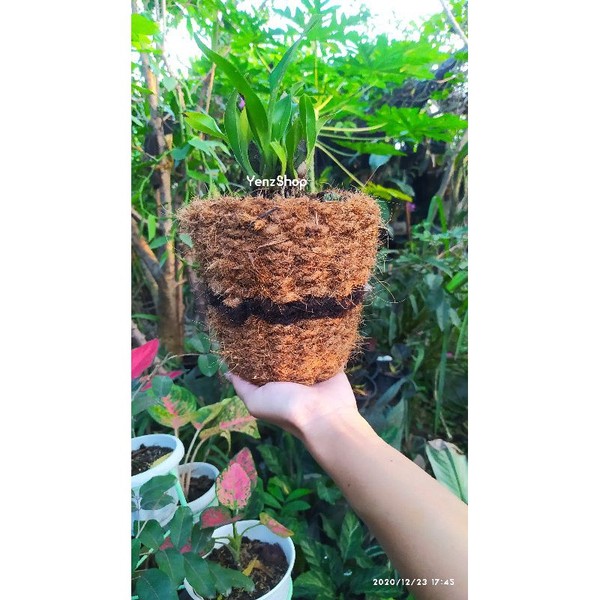 pot anggrek sabut kelapa Pot sabut kelapa anyaman