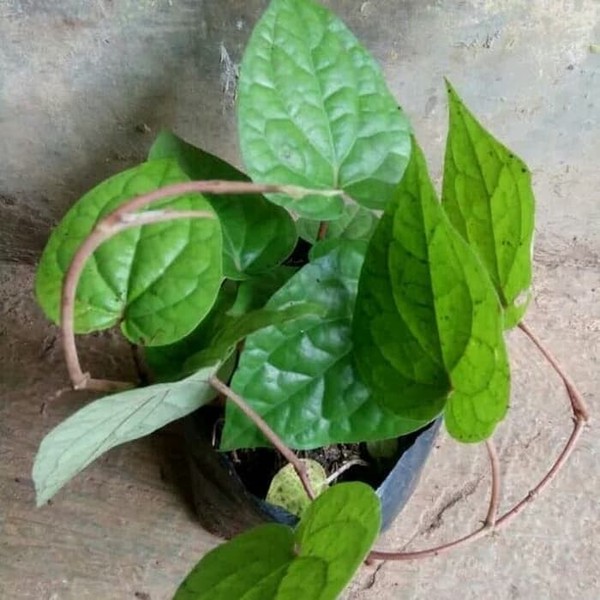 Bibit Tanaman herbal sirih hijau - pohon sirih hijau