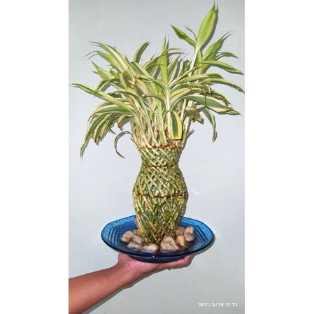 bambu hoki varigata