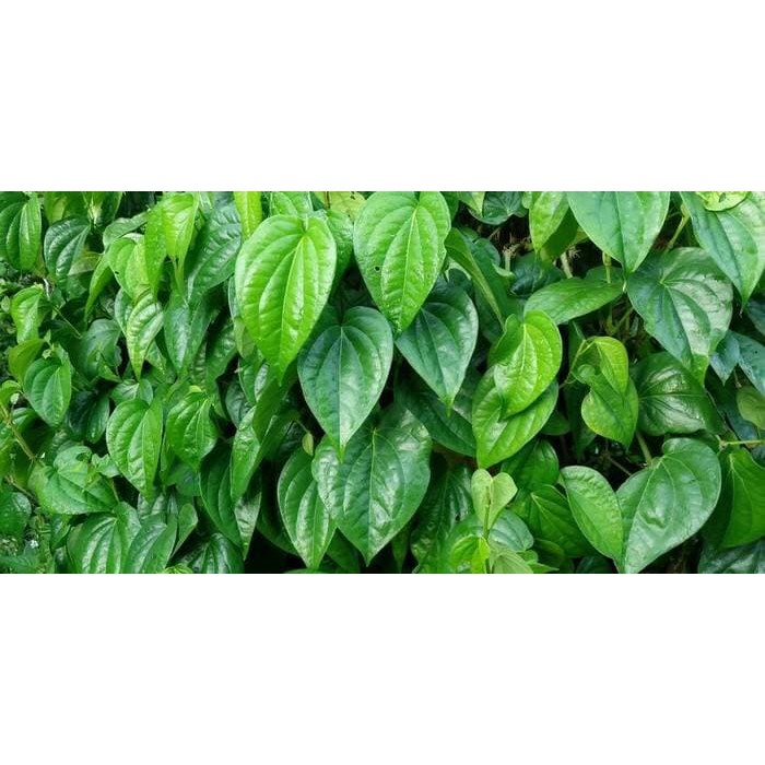 Daun Sirih Hijau 20 lembar Segar (piper betle), herbal, alami