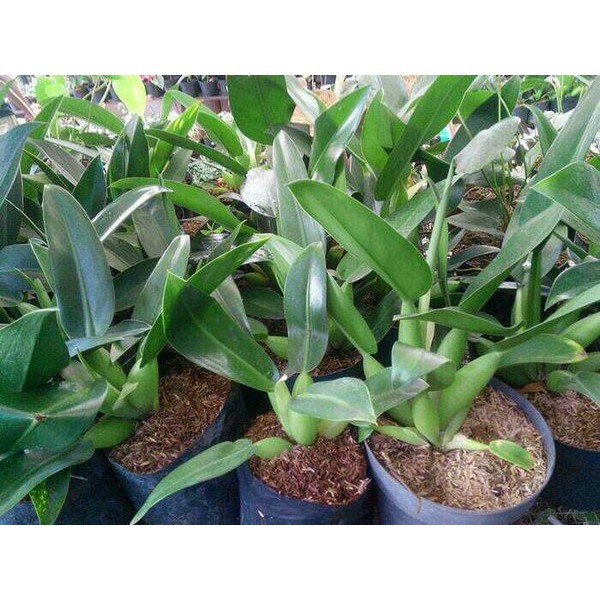 philodendron katak Philodendron Martianum Philo katak Philo enceng
