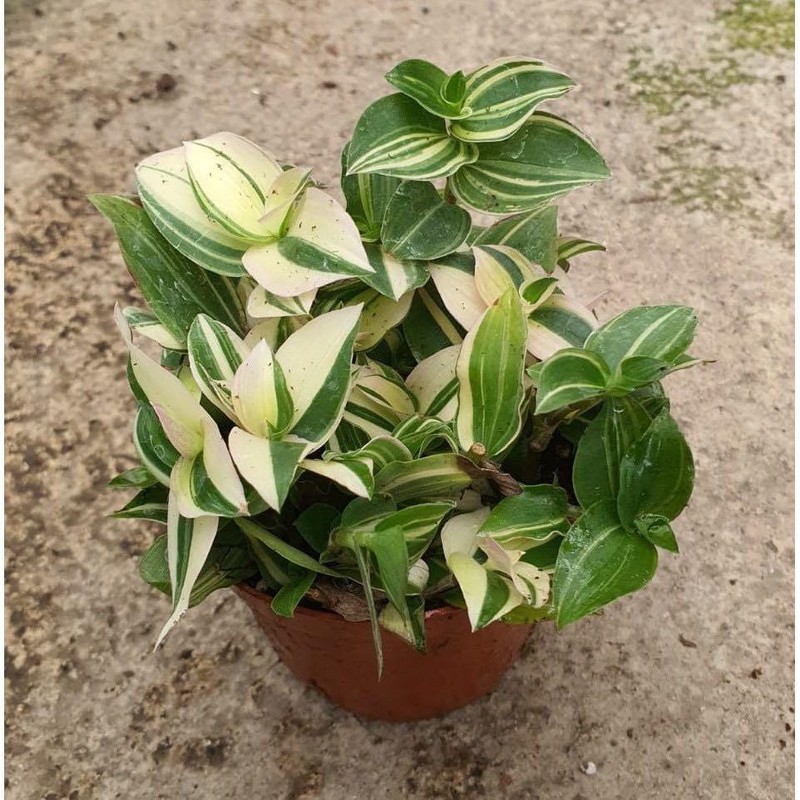 tradescantia fluminensis variegata