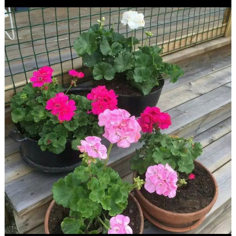 geranium