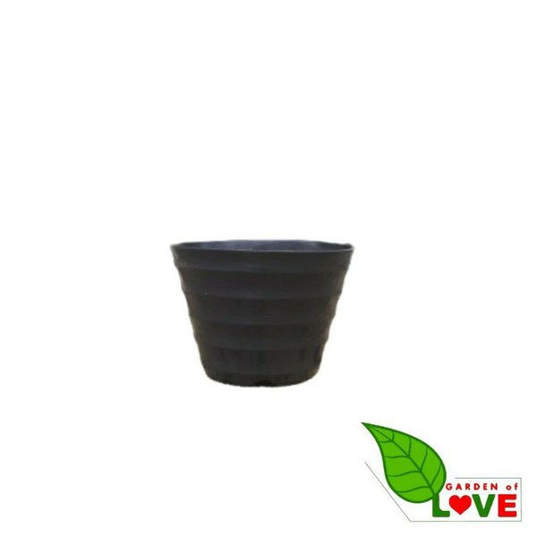 pot bibit Pot 12 pot Bunga Kopeng Hitam By Garden Of Love