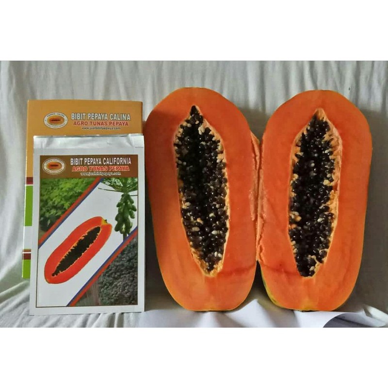 15 Bibit Benih Pepaya California (Calina)