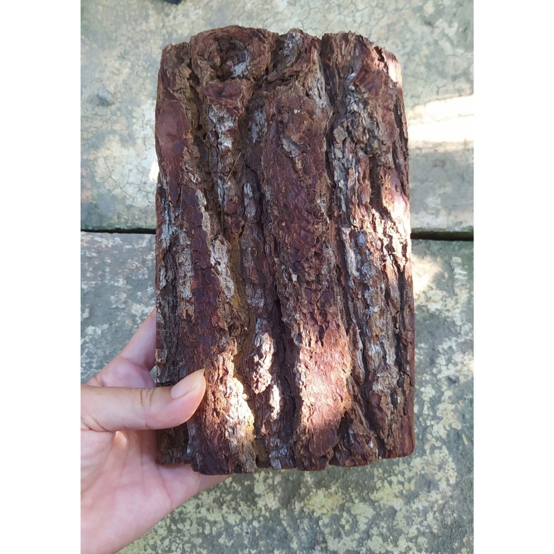 kulit pinus Lempeng Pine bark slab Media Tanam Kulit Pinus